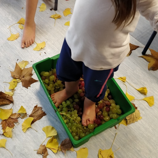 Vendimia del Tramo I 6