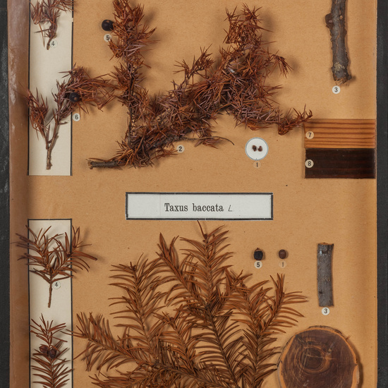 IES_CARDENALCISNEROS_BOTÁNICA_I_008