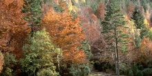 Haya - Bosque (Fagus silvatica)