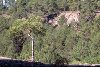 Pino negral (Pinus nigra)