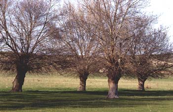Fresno de hoja estrecha - Bosque (Fraxinus angustifolia)