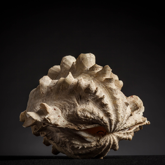 IES_CARDENALCISNEROS_CONCHAS_085