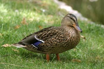 ánade real o Azulón - Hembra (Anas platyrhynchos)