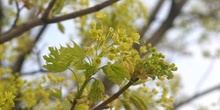 Arce real - Flor (Acer platanoides)