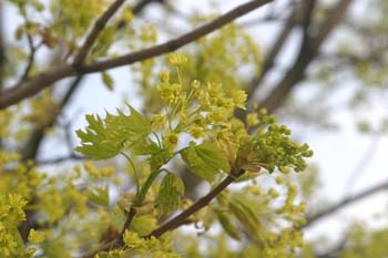 Arce real - Flor (Acer platanoides)