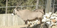 Antilope Sable