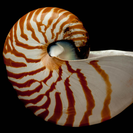 IES_ISABELLACATOLICA_BIOLOGIA_505