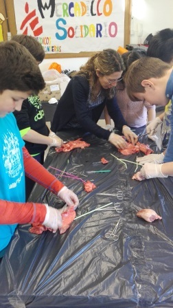 2018_02_09_DISECCION CORAZON Y PULMONES_SEXTO_CEIP FDLR_LAS ROZAS_2 6