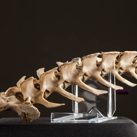 IES_ISABELLACATOLICA_BIOLOGIA_583