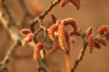 álamo blanco - Flor masc. (Populus alba)