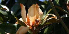 Magnolio - Flor  (Magnolia grandiflora)