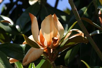 Magnolio - Flor  (Magnolia grandiflora)