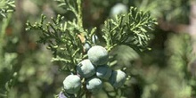 Sabina albar (Juniperus thurifera)