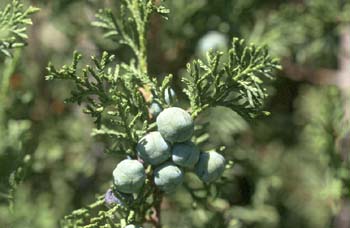 Sabina albar (Juniperus thurifera)