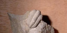 Sthena rocalymene (Trilobites) Sulúrico