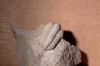 Sthena rocalymene (Trilobites) Sulúrico