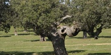 Encina - Porte (Quercus ilex)