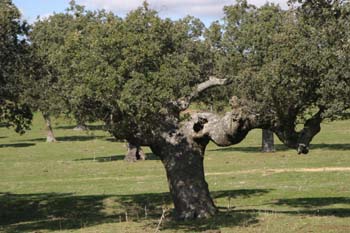 Encina - Porte (Quercus ilex)