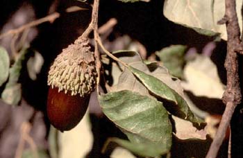 Alcornoque - Bellota (Quercus suber)