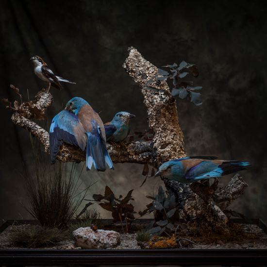 IES_SANISIDRO_MUSEO_Aves_199