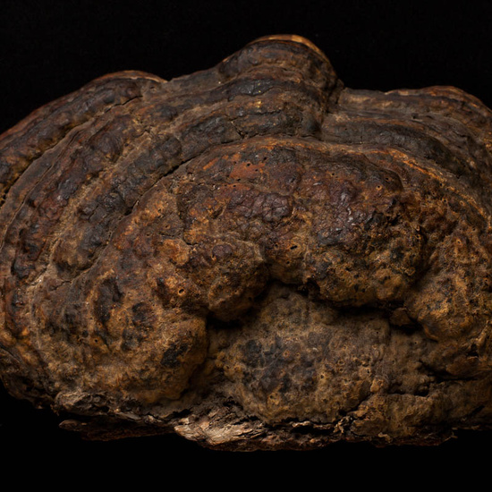 IES_ISABELLACATOLICA_BIOLOGIA_520