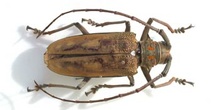 Batocera gigas (Indonesia)