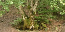 Haya - Bosque (Fagus silvatica)