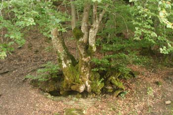 Haya - Bosque (Fagus silvatica)