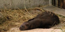 Visón americano (Mustela vison)