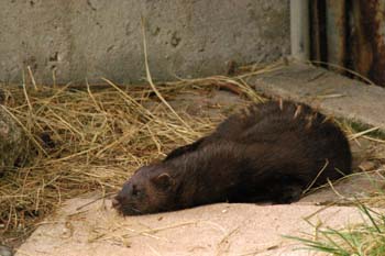 Visón americano (Mustela vison)