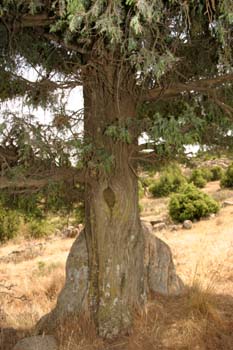 Enebro común - Tronco (Juniperus communis)