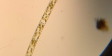 spirogyra