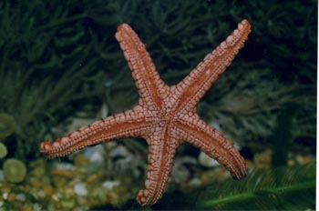 Estrella (Fromia monius)