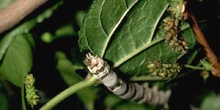 Mariposa de la seda - Oruga (Bombyx mori)