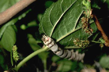 Mariposa de la seda - Oruga (Bombyx mori)