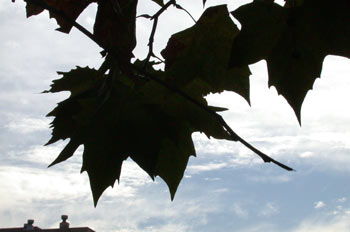 Hojas a las que les está dando la sombra