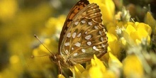 Lunares de plata (Mesoacidalia aglaja)