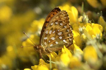 Lunares de plata (Mesoacidalia aglaja)