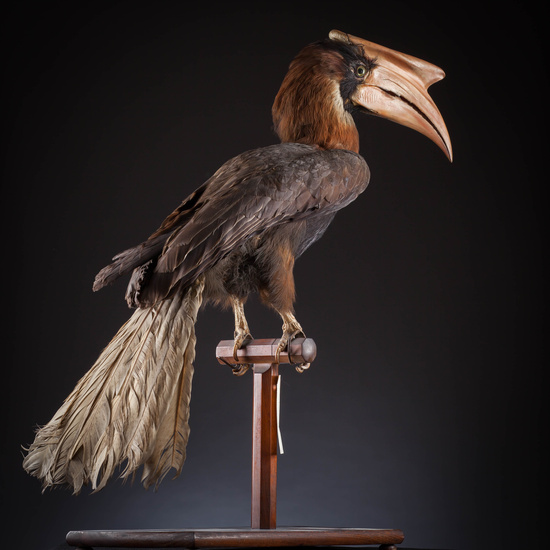 IES_SANISIDRO_MUSEO_Aves_089