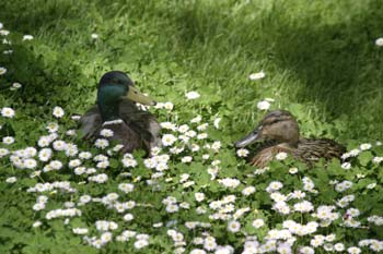 ánade real o Azulón - Pareja (Anas platyrhynchos)