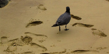 Gaviota de lava ,Larus Fuliginosus, Ecuador