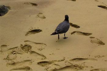 Gaviota de lava ,Larus Fuliginosus, Ecuador