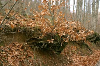Castaño - Raíz (Castanea sativa)