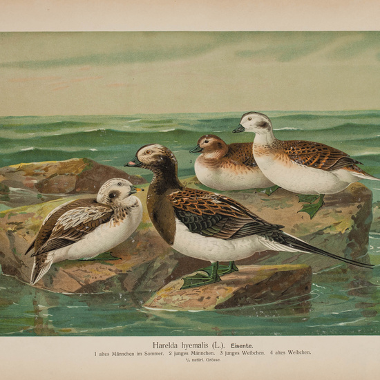 IES_CARDENALCISNEROS_AVES_LAMINAS_070