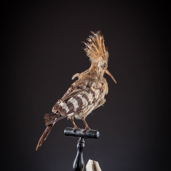 IES_SANISIDRO_MUSEO_Aves_035