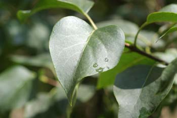 Lilo - Hoja (Syringa vulgaris)