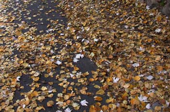 Hojas secas en el suelo (hojarasca)