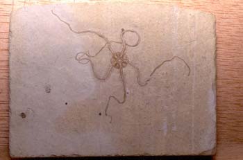 Sinosura sp. (Equinodermo) Jurásico