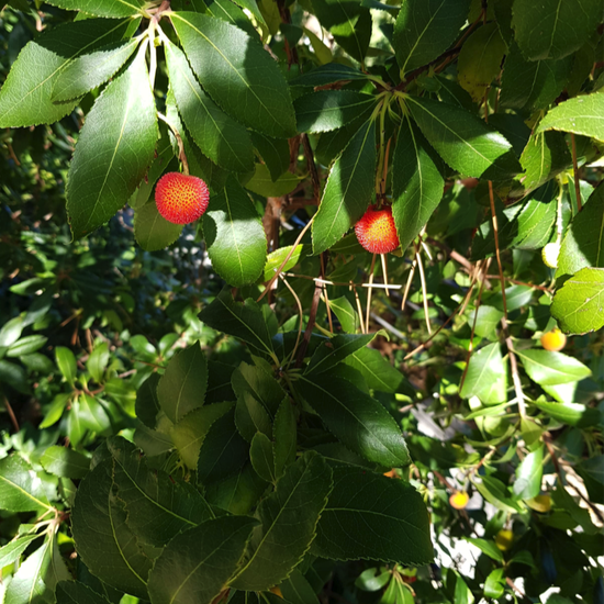 La Pedriza. 3º ESO. 2017-2018. 35