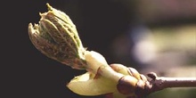 Castaño de Indias - Yema (Aesculus hippocastanum)